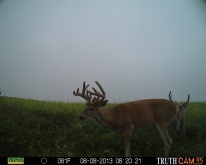 Alberta Whitetail Deer