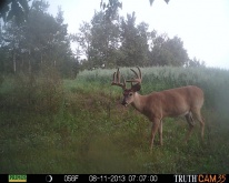 Alberta Whitetail Deer