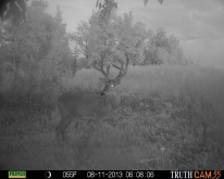 Alberta Whitetail Deer