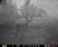 Alberta Whitetail Deer