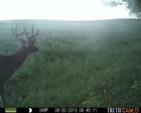 Alberta Whitetail Deer