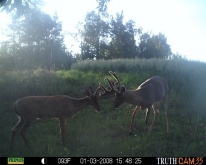 Alberta Whitetail Deer