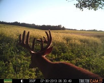 Alberta Whitetail Deer