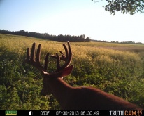 Alberta Whitetail Deer