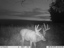 Alberta Whitetail Deer