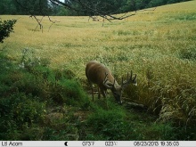Alberta Whitetail Deer