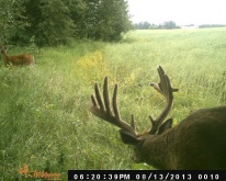 Alberta Whitetail Deer