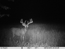 Alberta Whitetail Deer