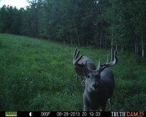 Alberta Whitetail Deer