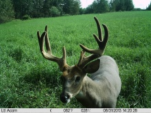 Alberta Whitetail Deer