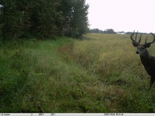 Alberta Whitetail Deer