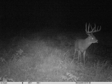 Alberta Whitetail Deer