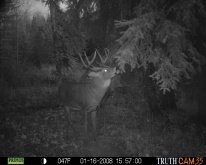 Alberta Whitetail Deer