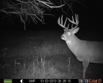 Alberta Whitetail Deer