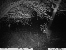 Alberta Whitetail Deer