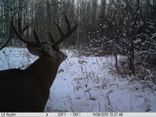 Alberta Whitetail Deer