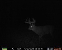 Alberta Whitetail Deer