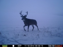 Alberta Whitetail Deer