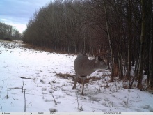 Alberta Whitetail Deer