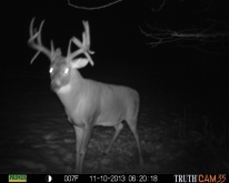 Alberta Whitetail Deer