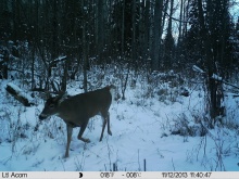 Alberta Whitetail Deer