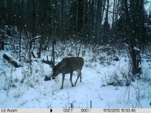 Alberta Whitetail Deer