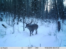 Alberta Whitetail Deer