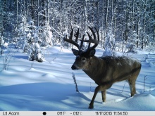 Alberta Whitetail Deer Trail Camera Pictures 2013