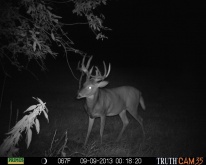 Alberta Whitetail Deer