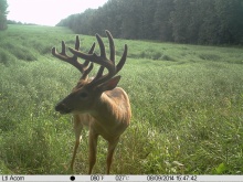 Alberta Whitetail Deer Trail Camera Pictures 2014