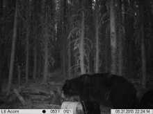 Alberta Black Bear Trail Camera Pictures 2013