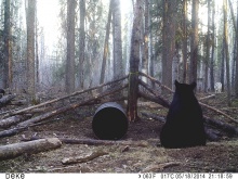 Alberta Black Bear Trail Camera Pictures 2014