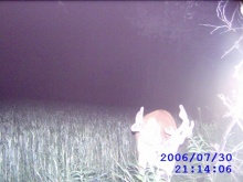 Alberta Whitetail Deer