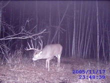 Alberta Whitetail Deer