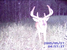 Alberta Whitetail Deer