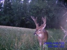 Alberta Whitetail Deer