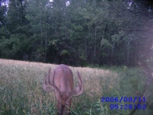 Alberta Whitetail Deer