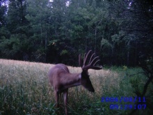 Alberta Whitetail Deer