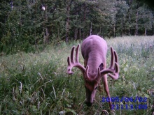 Alberta Whitetail Deer