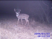 Alberta Whitetail Deer