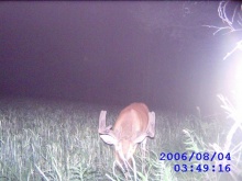 Alberta Whitetail Deer