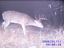 Alberta Whitetail Deer