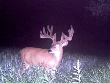 Alberta Whitetail Deer