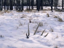 Alberta Shed Antler Pictures