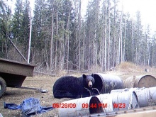 Alberta Black Bear