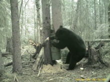 Alberta Black Bear