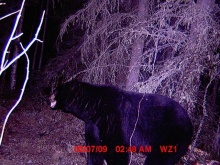 Alberta Black Bear