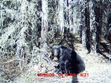 Alberta Black Bear Trail Camera Pictures 2009