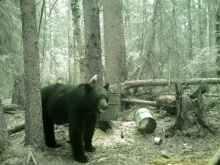 Alberta Black Bear