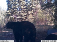 Alberta Black Bear